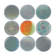 Salmonella Chromogenic Medium (Chromogenic Salmonella Agar)