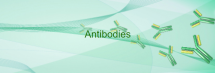 Antibodies