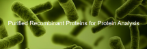 Recombinant Proteins