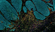 Opal Ancillary Reagents