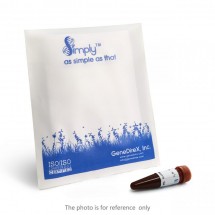 SimplyGreen qPCR Master Mix, Rox-Free